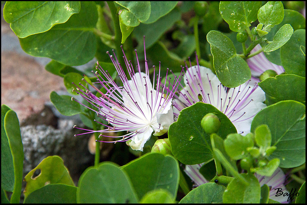 Capparis spinosa